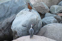 Pato de Torrente